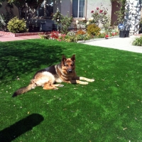 Artificial Pet Turf Longview North Carolina for Dogs Dogs