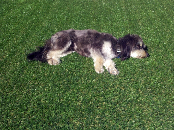 Artificial Pet Grass Jonesville South Carolina Installation