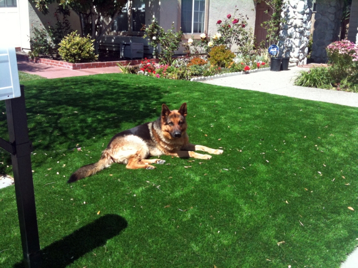 Artificial Pet Turf Longview North Carolina for Dogs Dogs