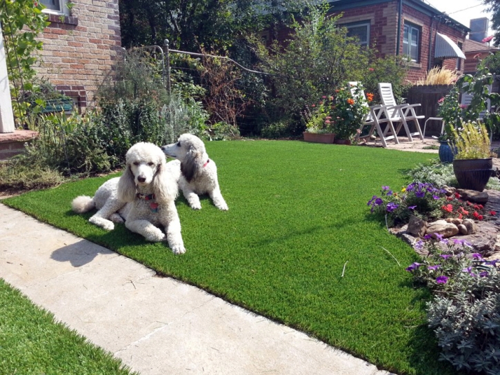 Synthetic Pet Turf Great Falls South Carolina for Dogs Dogs